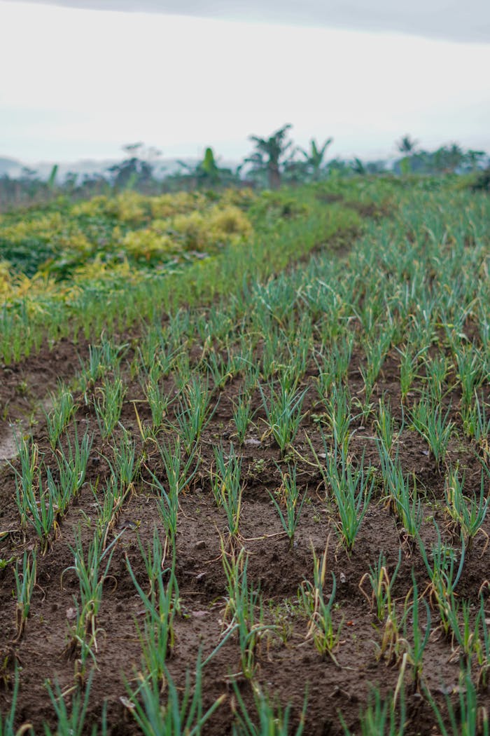 Green onion field with sprouting plants and cloudy sky in rural countryside setting.