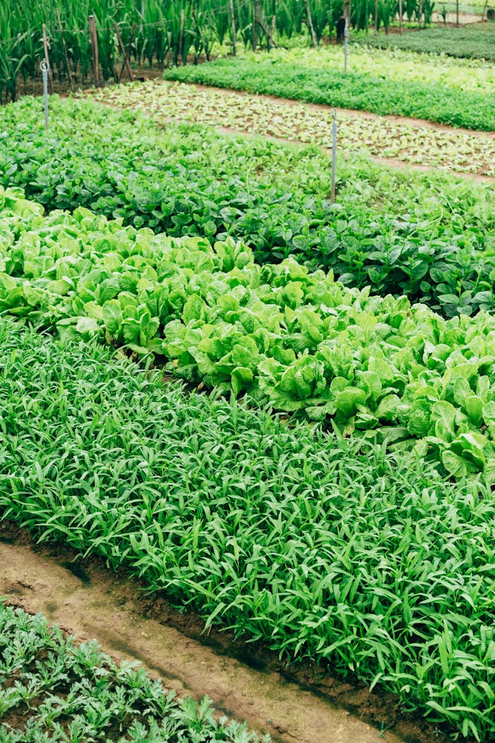 about-us-02 Vibrant vegetable crops growing in organized rows in Hội An, showcasing sustainable agriculture.