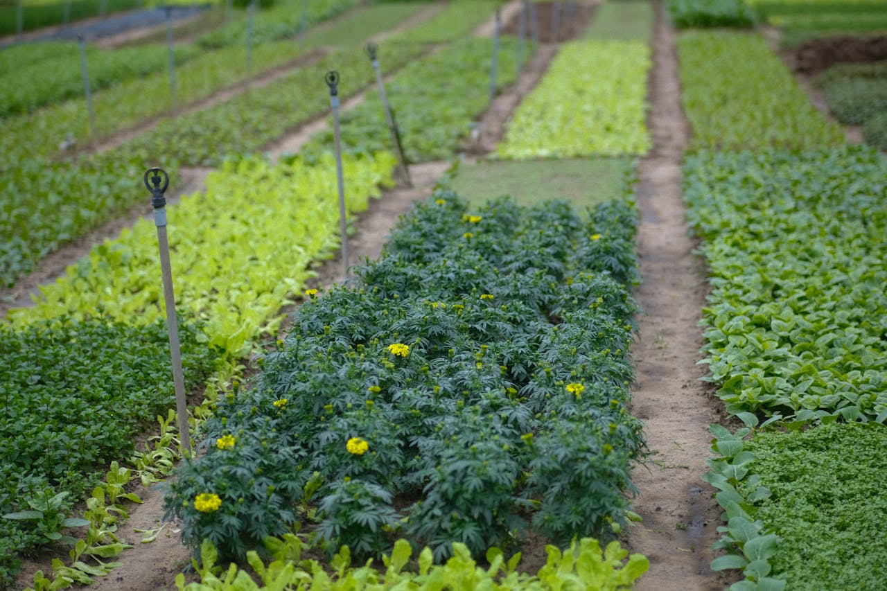services-03 Vibrant vegetable garden rows with irrigation system in Da Nang, Vietnam. Ideal for agriculture themes.