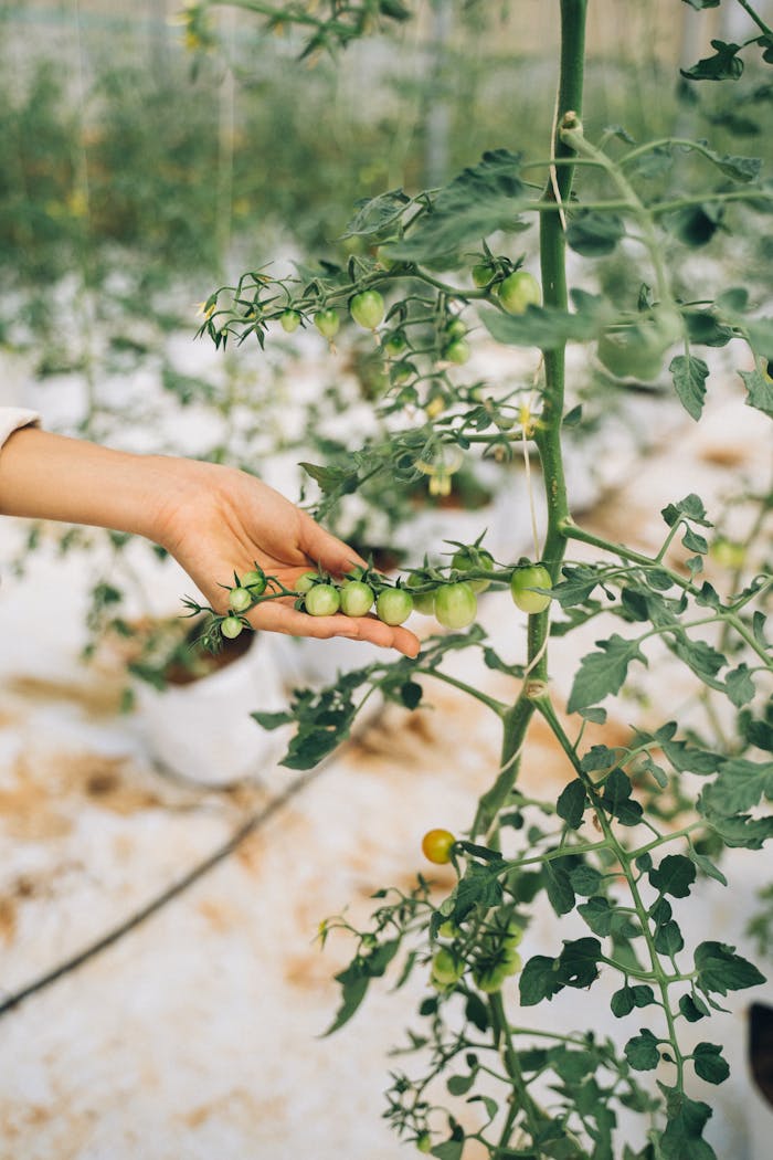 about-us-01 A hand reaches for unripe tomatoes on a vine in a greenhouse setting.