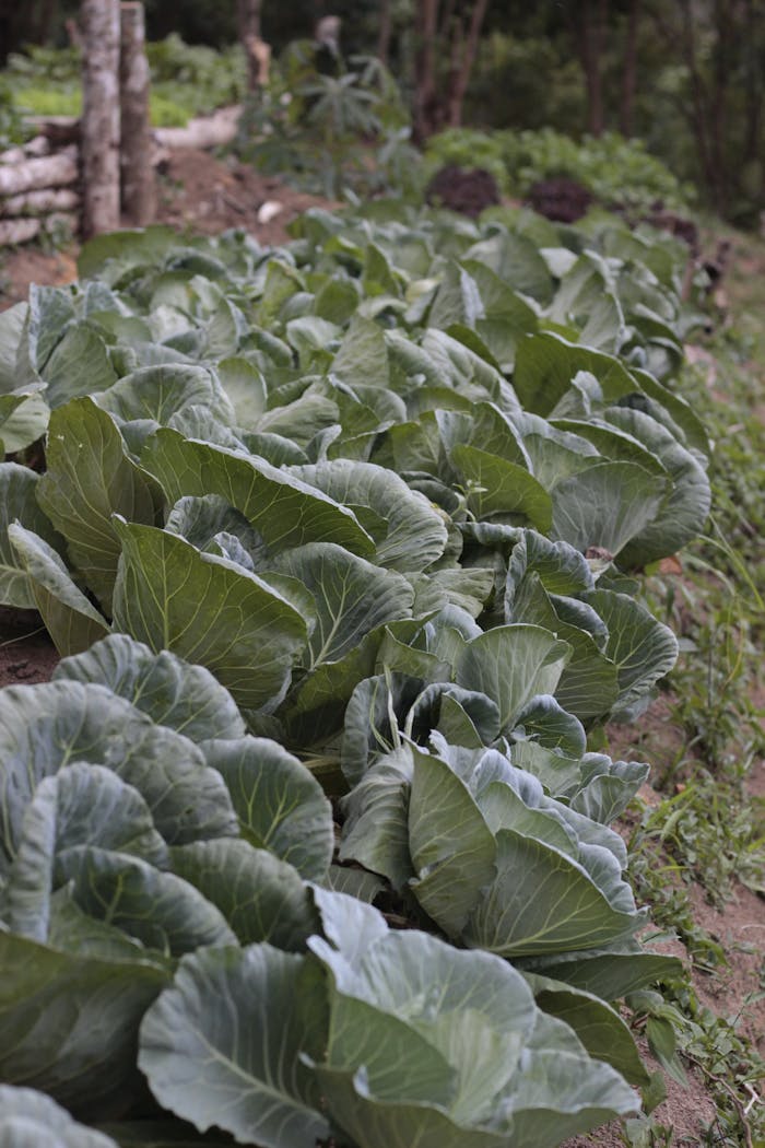 services-04 Vibrant green cabbage plants in a Brazilian countryside garden, showcasing organic farming.